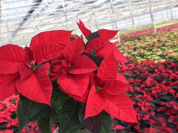 Event Image - 701QP0000175e9yYAA