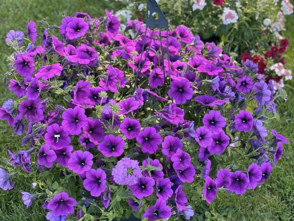 Event Image - 701QP00001H7wGHYAZ