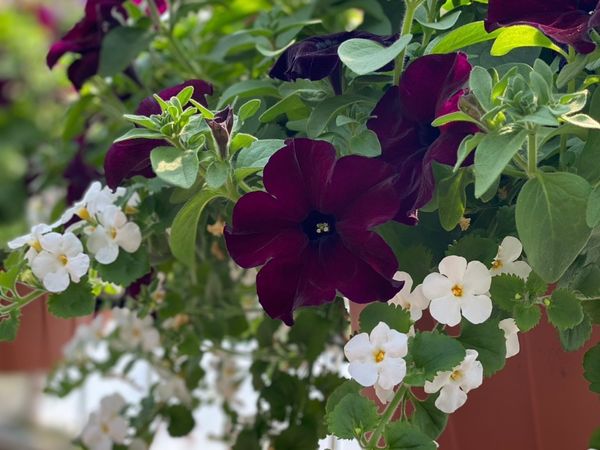 Event Image - 701QP00001SNA2vYAH